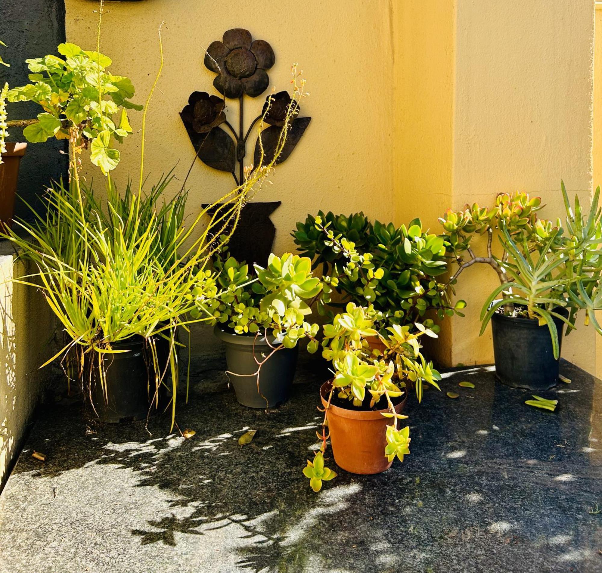 A Sunflower Stop Backpackers Cape Town Bagian luar foto